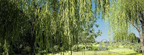 BotaniqTreeAndGrassLibrary(Blender植物预设)V6.6.1免费版					
						版本